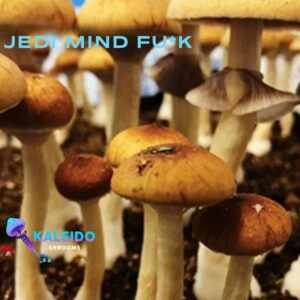 Jedi mind fuck mushrooms