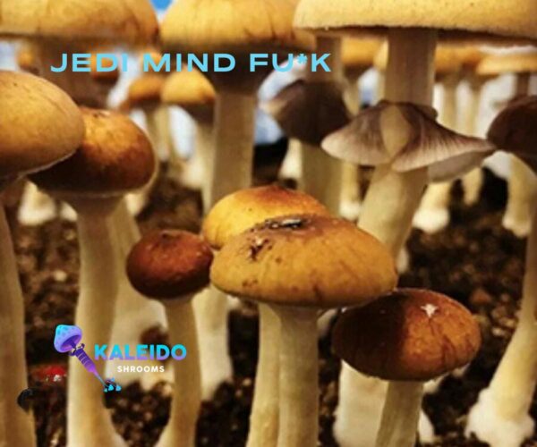 Jedi mind fuck mushrooms