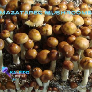 Mazatapec mushroom spores