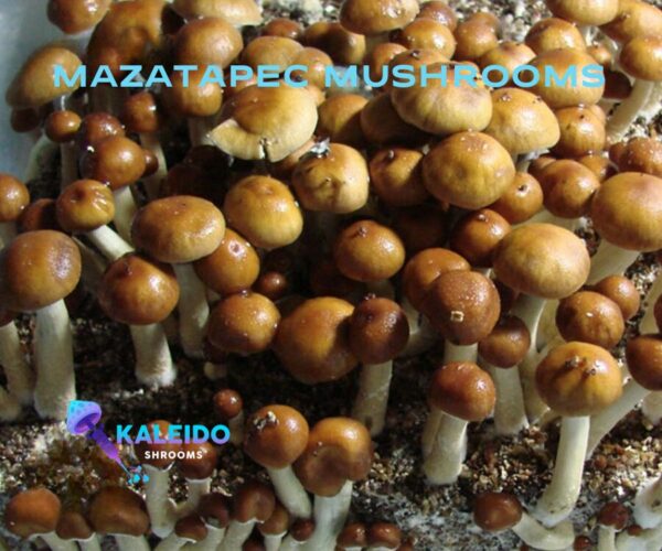 Mazatapec mushroom spores