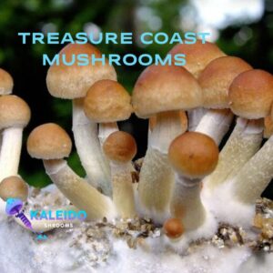 Treasure coast mushrooms