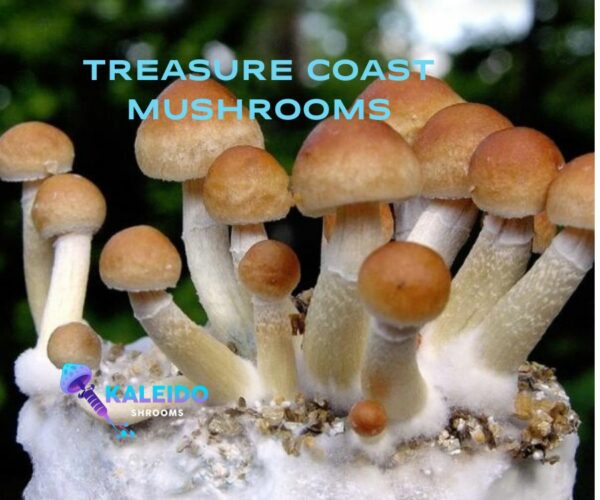 Treasure coast mushrooms